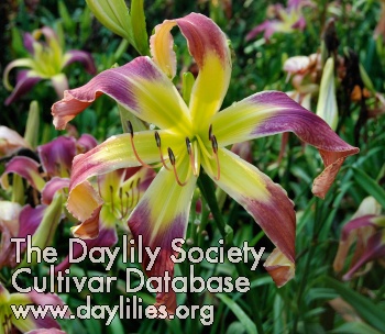 Daylily Pursuit of Happiness